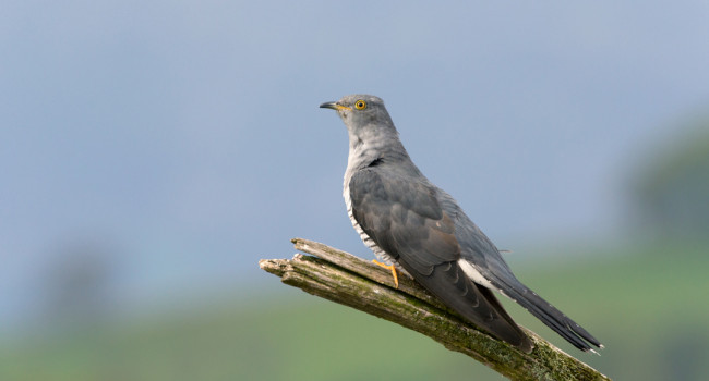 Cuckoo, by Edmund Fellowes / BTO