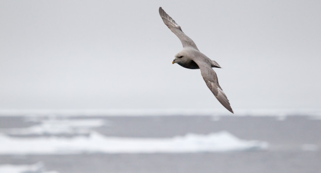 Fulmar, by Edmund Fellowes / BTO