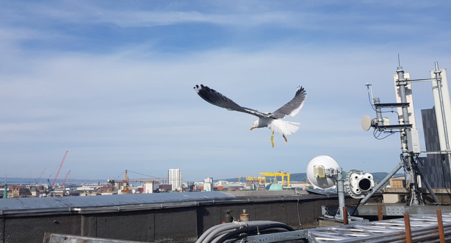 Tagged gull in flight by Katherine Booth Jones