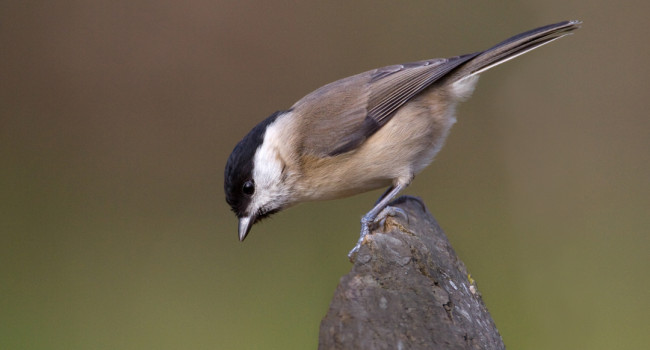 Marsh Tit, Liz Cutting / BTO