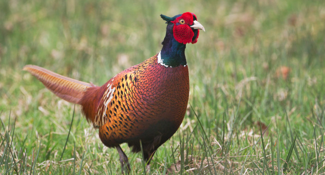 Pheasant, by Edmund Fellowes / BTO