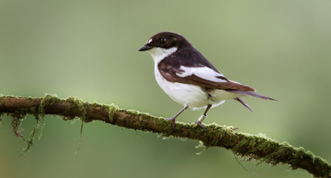 Pied Flycatcher. Edmund Fellowes