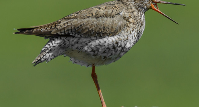 A Redshank perched on a fencepost with its bill open photographed by Philip Croft