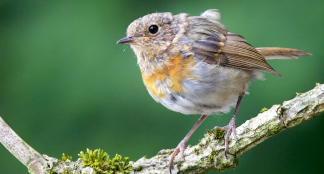 Robin, by Edmund Fellowes