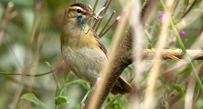 Sedge Warbler, by Colin Brown / BTO