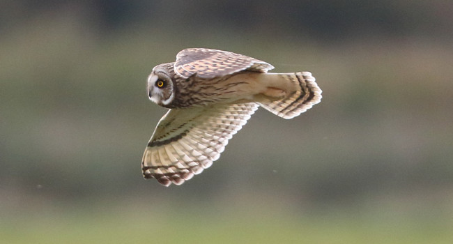 Short-eared Owl in flight, by Liz Cutting / BTO