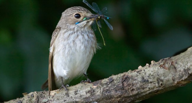 Spotted Flycatcher with Damselflies. Liz Cutting / BTO