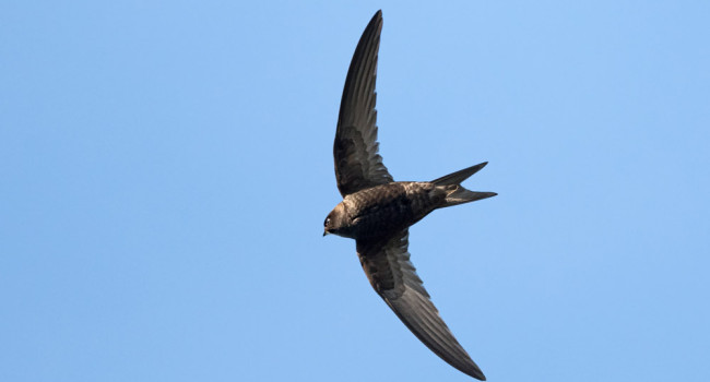 Swift. Philip Croft / BTO