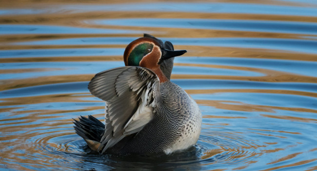 Teal, by Edmund Fellowes / BTO