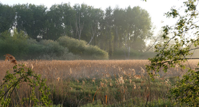 Wetland. Mike Toms / BTO