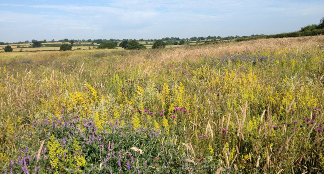 Wildflower Patch. John Redhead / BTO