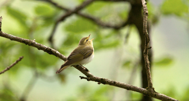 Wood Warbler. Graham Clarke / BTO