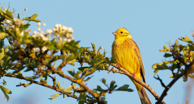 Yellowhammer, by Liz Cutting / BTO