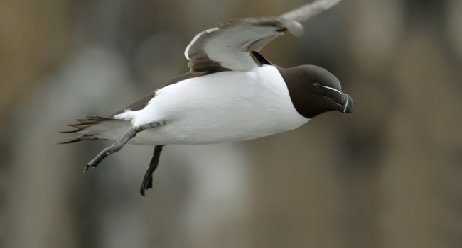 Razorbill. Edmund Fellowes / BTO