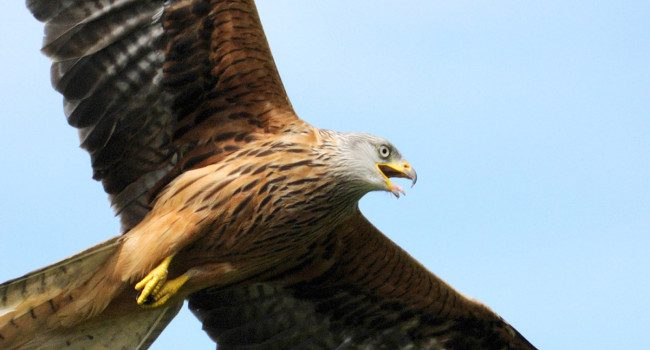 Red Kite. Amy Lewis / BTO