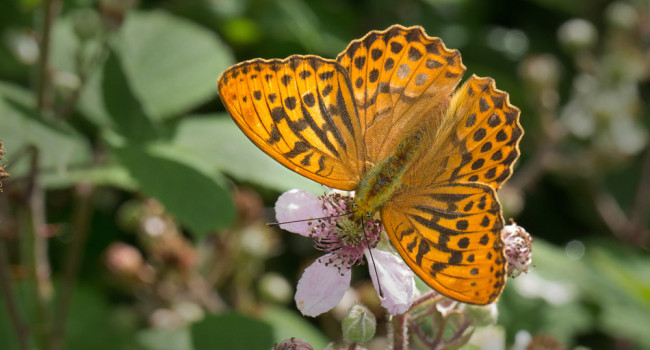 Silver-washed Fritillary. Liz Cutting / BTO