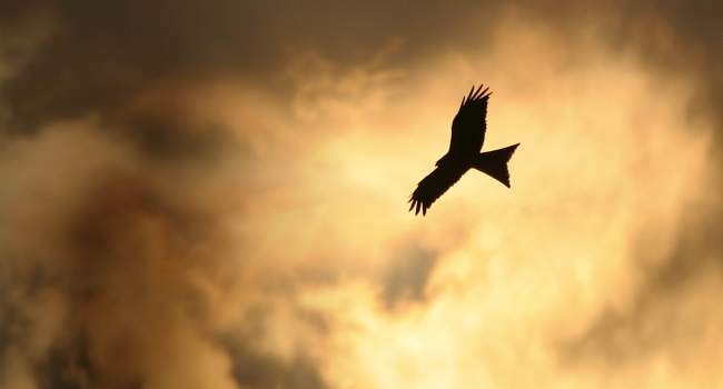 Red Kite. Jill Pakenham