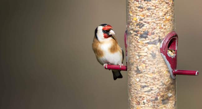 Goldfinch. Paul Newton