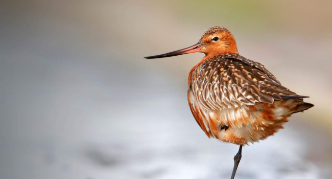 Bar-tailed Godwit. Nick Clayton