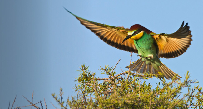 Bee-eater. David Tipling / birdphoto.co.uk