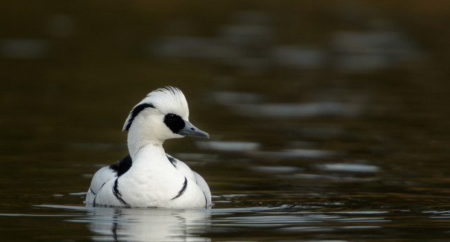 Smew. Sarah Kelman / BTO