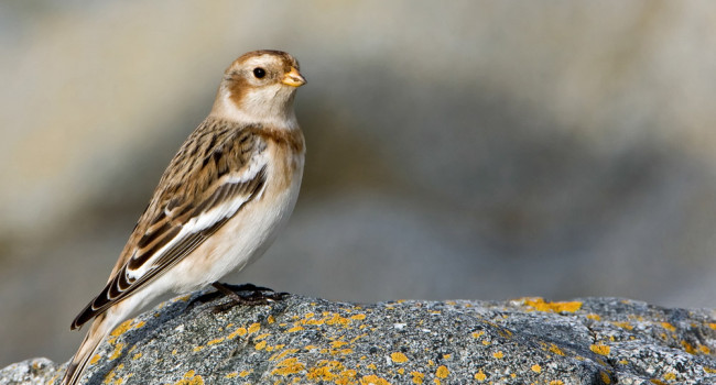 Snow Bunting. Paul Hillion / BTO