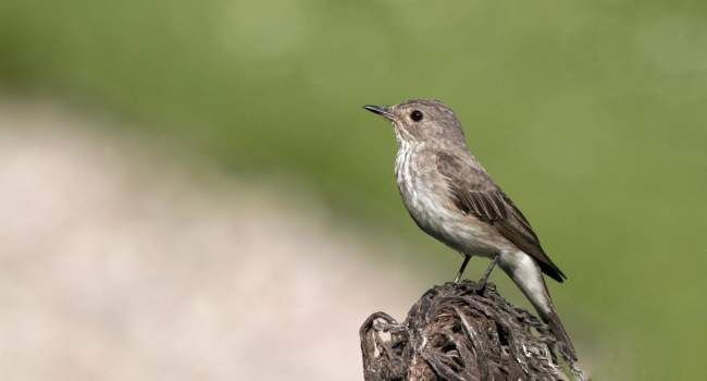 Spotted Flycatcher. Photograph by John Harding