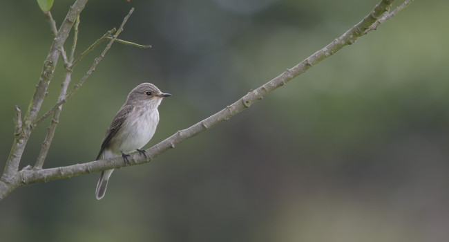 spotted_flycatcher_4.jpg