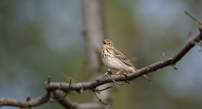 Tree Pipit. Graham Catley / BTO