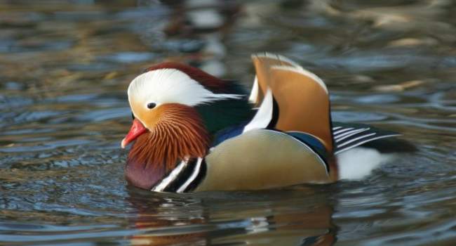 Mandarin Duck. Photograph by Neil Calbrade