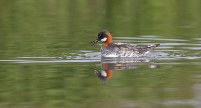 Red-necked Phalarope. Liz Cutting / BTO 