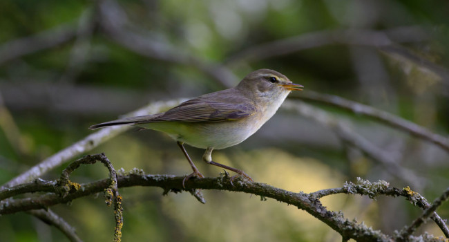 Willow Warbler. Edmund Fellowes.