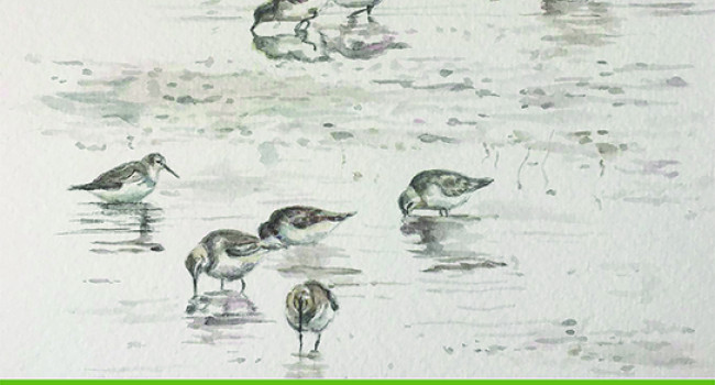 Waterbirds in the UK 21/22 Cover