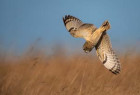 Short-eared Owl. Photograph of Andy Howe