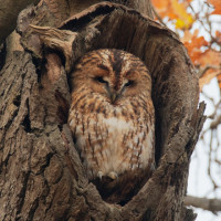 Tawny Owl, Liz Cutting