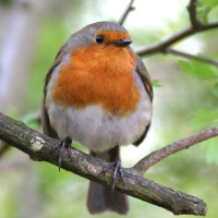 Robin, Allan Drewitt