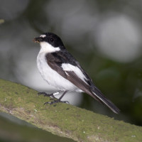 Pied Flycatcher, John Harding