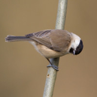 Marsh Tit, Liz Cutting