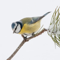 Blue Tit, Sarah Kelman