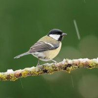 Great Tit, Liz Cutting