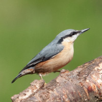 Nuthatch, Sarah Kelman