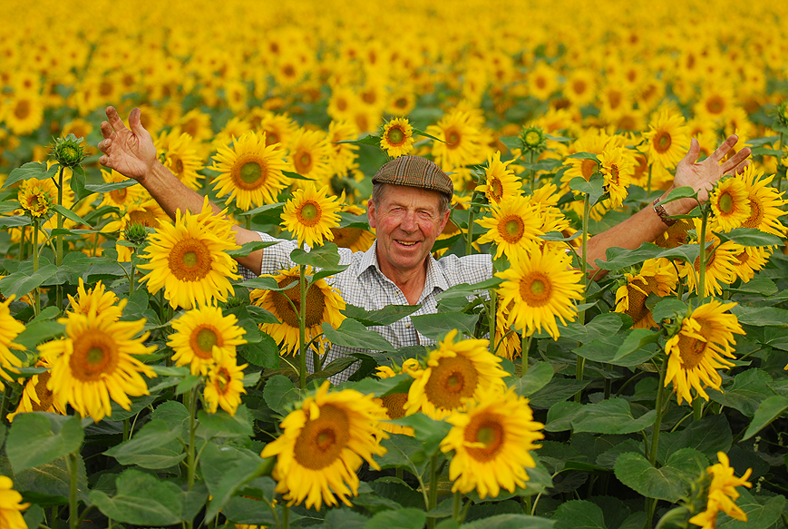 Sunflowers. Nicholas Watts