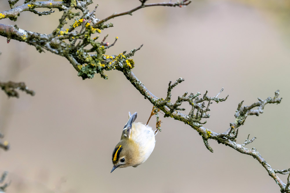 A Goldcrest hangs upside down from a slender, lichen-encrusted branch.