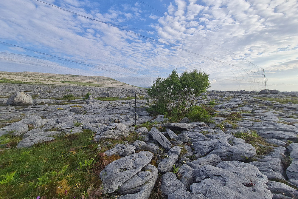 Catching Cuckoos at The Burren. Lee Barber