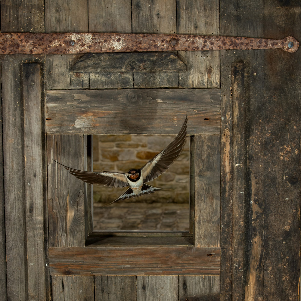 Conrad Dickinson's photograph of a Swallow is the winner of the 'The Usual Suspects' category.