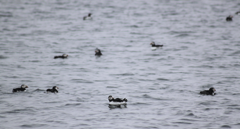 The group saw many seabirds, including Puffins. Kate Fox