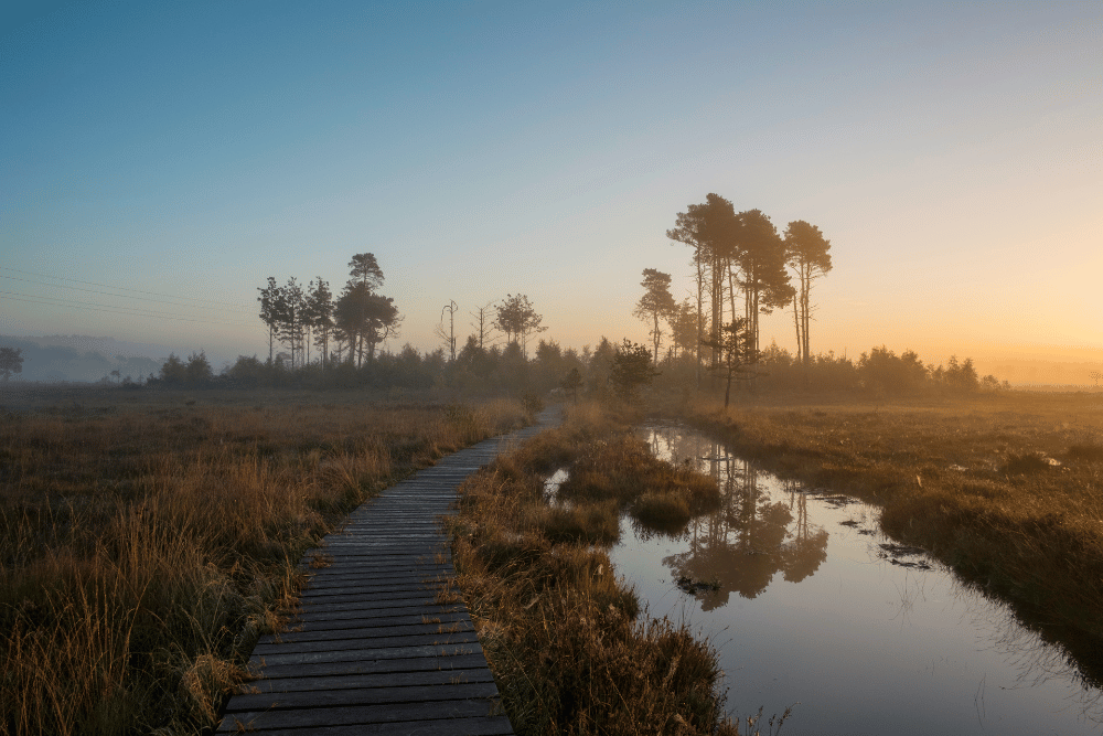 Thursley Nature Reserve by Simon Bradfield