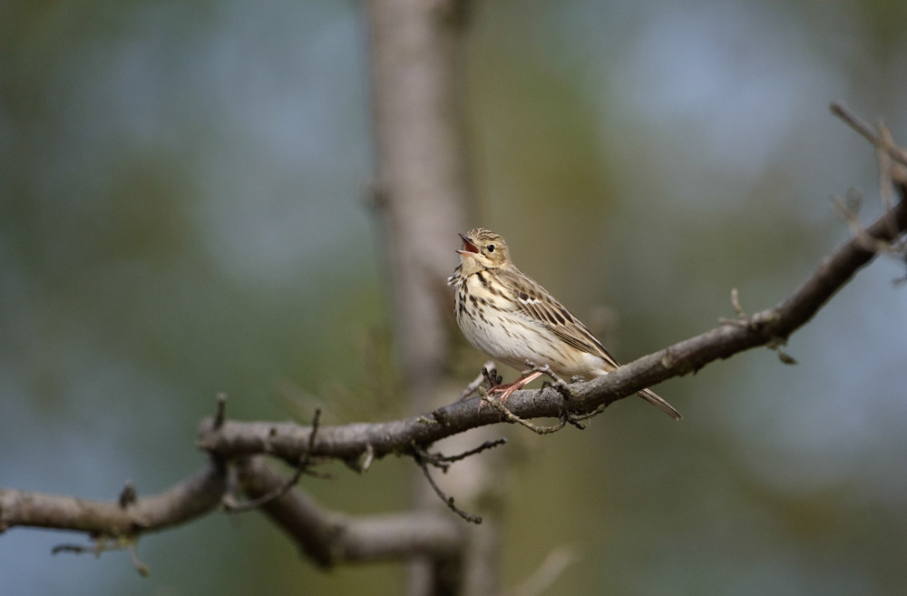 Tree Pipit. Graham Catley / BTO