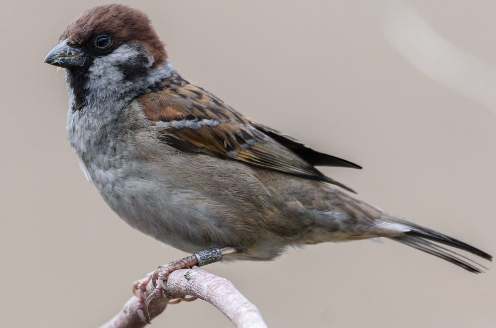 Tree Sparrow. Philip Croft / BTO