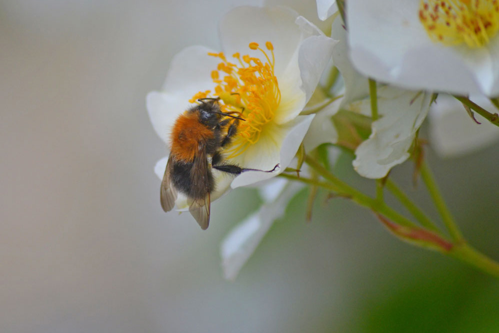 Tree Bumblebee. Rob Jaques